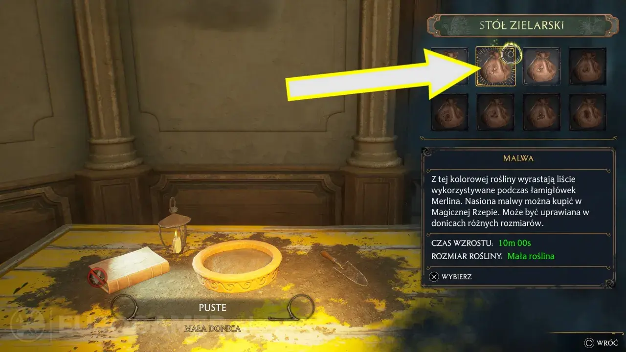Malwa w Hogwarts Legacy. Nasiona tej rośliny można kupić w Magicznej Rzepie. Mała roślina.